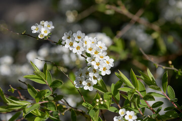 Close up of Thunbergs meadowsweet (spirea thunbergii) flowers in bloom
