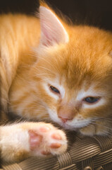 Sleepy Orange Kitten Resting on Wicker Surface Indoors

