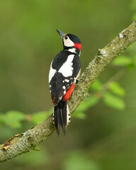 Great spotted woodpecker (Dendrocopos major) is a medium-sized woodpecker with pied black and white plumage and a red patch on the lower belly.