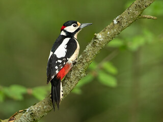 Great spotted woodpecker (Dendrocopos major) is a medium-sized woodpecker with pied black and white...