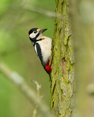 Great spotted woodpecker (Dendrocopos major) is a medium-sized woodpecker with pied black and white...