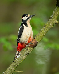 Great spotted woodpecker (Dendrocopos major) is a medium-sized woodpecker with pied black and white plumage and a red patch on the lower belly.