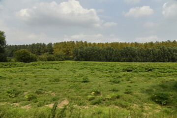 Prairie et terrain accidenté en été le long d'un bois à Ghislenghien (Ath) 