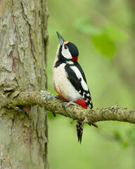 Great spotted woodpecker (Dendrocopos major) is a medium-sized woodpecker with pied black and white plumage and a red patch on the lower belly.