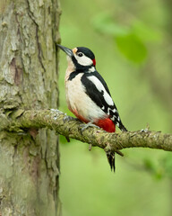 Great spotted woodpecker (Dendrocopos major) is a medium-sized woodpecker with pied black and white...