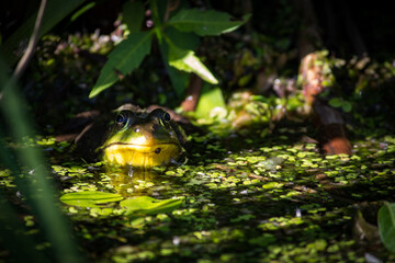 frog in the forest