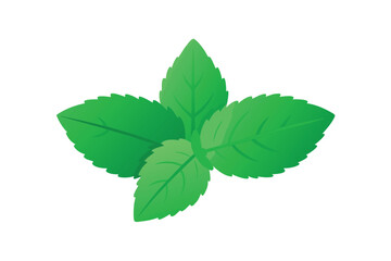 Fresh Vietnamese Mint Leaves Isolated 