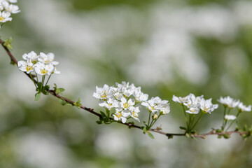 Close up of Thunbergs meadowsweet (spirea thunbergii) flowers in bloom