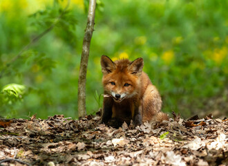 Adorable red fox cub peeking out from behind tree branches in spring forest and chewing on stick