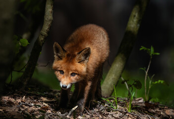 Adorable red fox cub sneaking from behind tree branches in spring forest