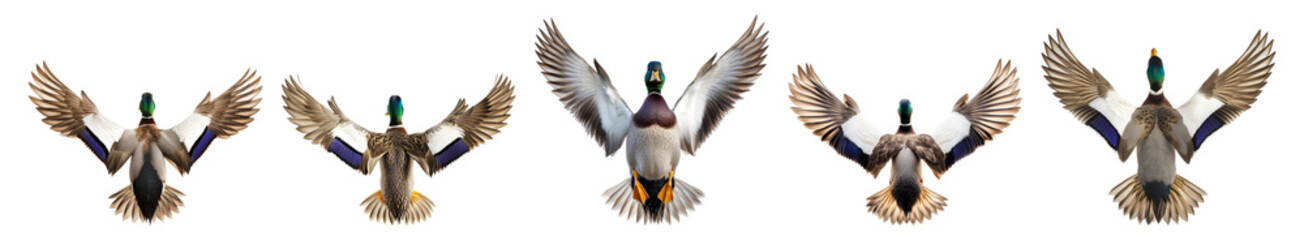 Fototapeta premium Majestic Birds in Flight Captured in Stunning Detail and Color, isolated on transparent background