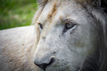 portrait of a lion