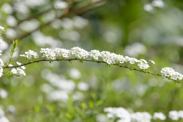 Close up of Thunbergs meadowsweet (spirea thunbergii) flowers in bloom
