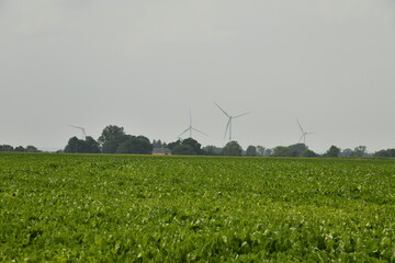 Champ de patates sous un ciel gris et devant les éoliennes à Hellebecq (Silly)