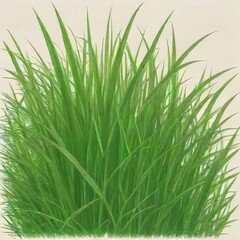 Fototapeta premium green grass isolated on white background