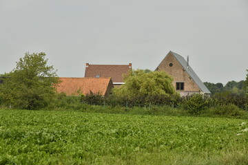 Derrière un champ de patates une grange et d'autres maisons à Hellebecq (Silly)