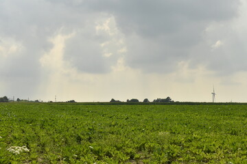 Gros nuages gris contrastant avec le vert d'un champ de patates à Hellebecq (Silly) 
