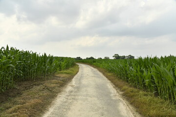 Route entre les plantations de maïs sous un ciel gris à Ghislenghien (Ath)