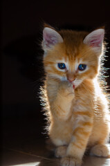 Ginger Kitten Cleaning Paw in Soft Backlight with Dark Background

