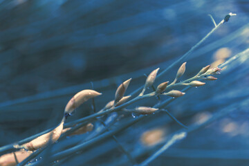 Broom shoots close-up. Nature background