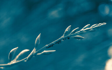 Broom shoots close-up. Nature background