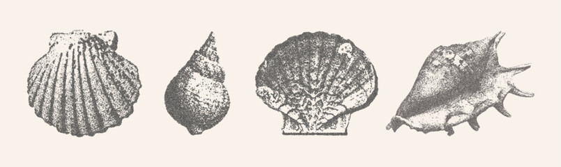 Seashells vector illustration collection. Trendy stippling photocopy effect