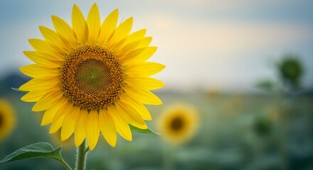 Obraz premium Sunflower in field, bright, vibrant