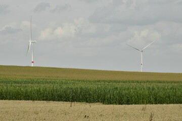 Éoliennes dominant un champ de maïs et de blé à Ghislenghien (Ath)