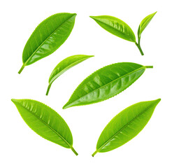 Obraz premium Fresh Green Tea Leaves Bathed in Natural Light for Artistic Display, Isolated on Transparent Background