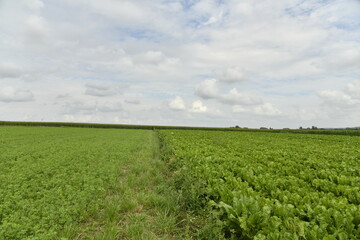 Plantation de betteraves sous un ciel gris à Hellebecq (Silly)