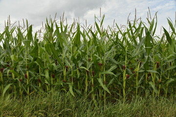 Plantation de maïs en pleine croissance à Hellebecq (Silly)
