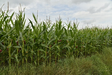Plantation de ma&iuml;s en pleine croissance &agrave; Hellebecq (Silly)