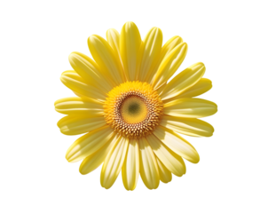 Yellow Petaled Flower PNG – Ideal for Spring and Nature Themes