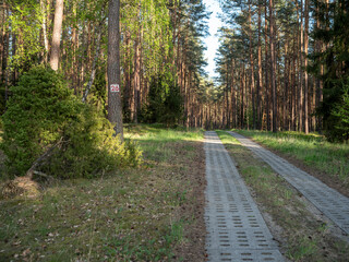 A road in the forest paved with concrete slabs. Spring time.
