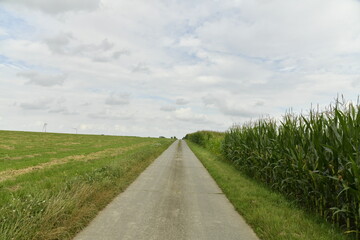 Route de campagne entre prairies et plantation de maïs à Ghislenghien (Ath)