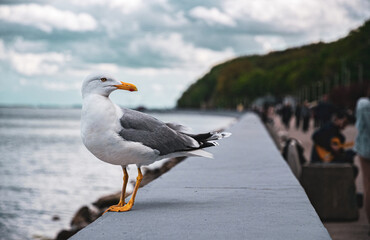 Seagull on the coast of the Baltic Sea in Gdynia