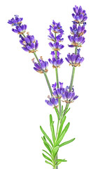 Fototapeta premium Lavender flowers on stem isolated on a white background. Beautiful lavender.