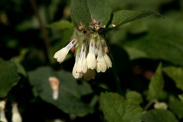 Blossoms of a creeping comfrey, Symphytum grandiflorum