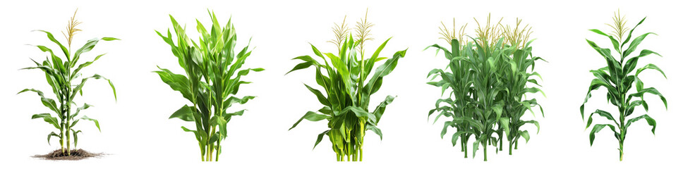 Obraz premium Stages of Corn Plant Growth in Agricultural Field Environment, PNG bundle collection, Isolated on Transparent Background