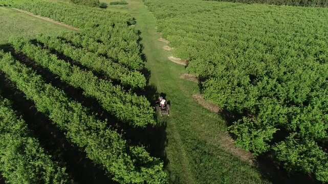 Vi&ntilde;edo