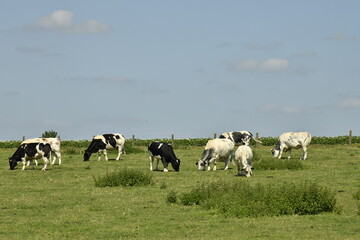 Fototapeta premium Troupeau de vaches laitières dans une prairie sous un ciel bleu à Ghislenghien (Ath)