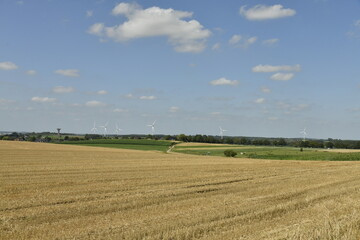 Vaste terrain de bl&eacute; sous un ciel bleu &agrave; Ghislenghien (Ath)