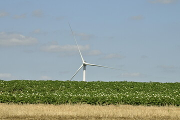 Éolienne émergeant d'un champ de patates à Ghislenghien (Ath)