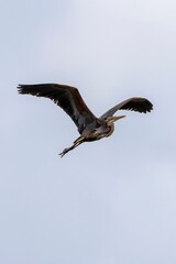 Purple Heron (Ardea purpurea) flying with blurred white sky background. Captured at Arrocampo Bird Park, Extremadura, Spain. Majestic flight in natural habitat