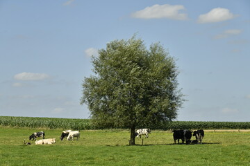 Petit troupeau de vaches laitières autour d'un arbre isolé à Ghislenghien (Ath)