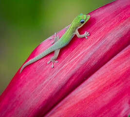 Fototapeta premium Gecko on a Red Leaf