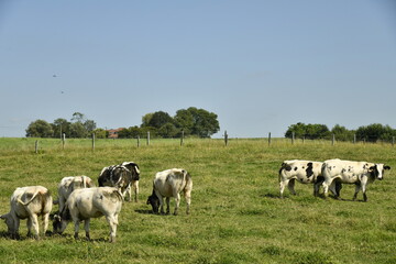 Troupeau de vaches laitières dans une prairie sous un ciel bleu à Ghislenghien (Ath)