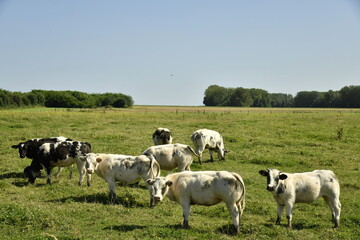 Troupeau de vaches laitières dans une prairie sous un ciel bleu à Ghislenghien (Ath)