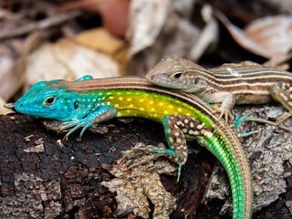 color lizard on a floor in the forest