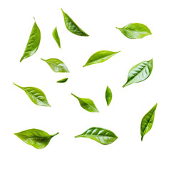 Fresh green tea leaves arranged artistically on a clean white background, Green tea leaves isolated on white background